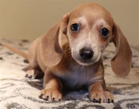 dachshunds for sale in austin texas|miniature dachshund breeders near me.